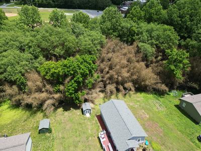 Aerial image of bamboo that has flowered and died in Gamewell. (photo credit: Seth Nagy)