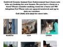 6 barn cats