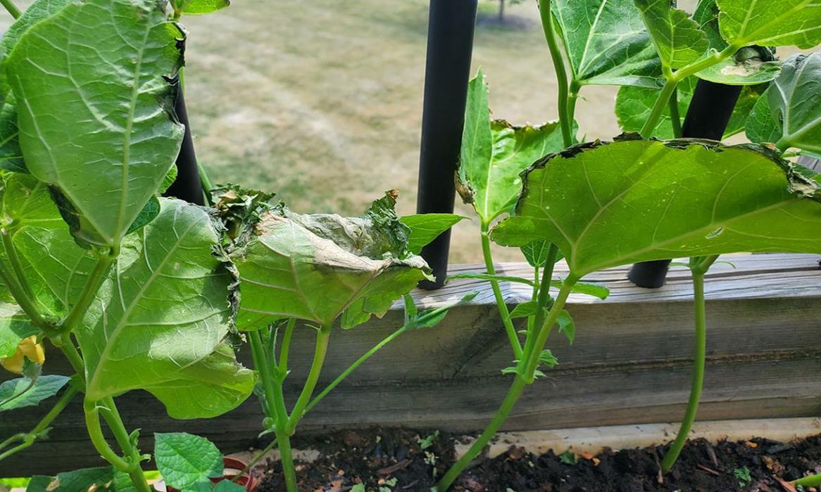 Plant leaves with chewed, browned edges in a balcony planter.