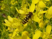 Bee on Flower