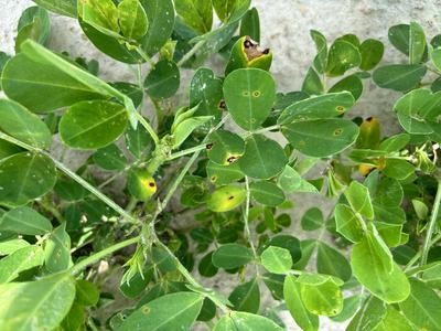 Leaf spots on leaves due to chemical burn.