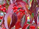 Branches with clusters of bright red berries and red autumn leaves
