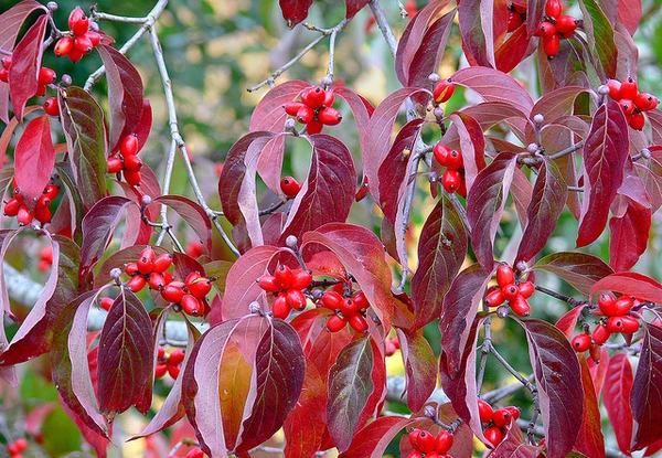 Branches with clusters of bright red berries and red autumn leaves