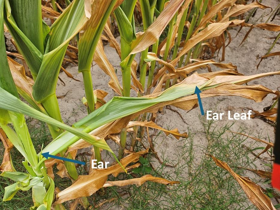 Ear leaf and Ear identified on corn.