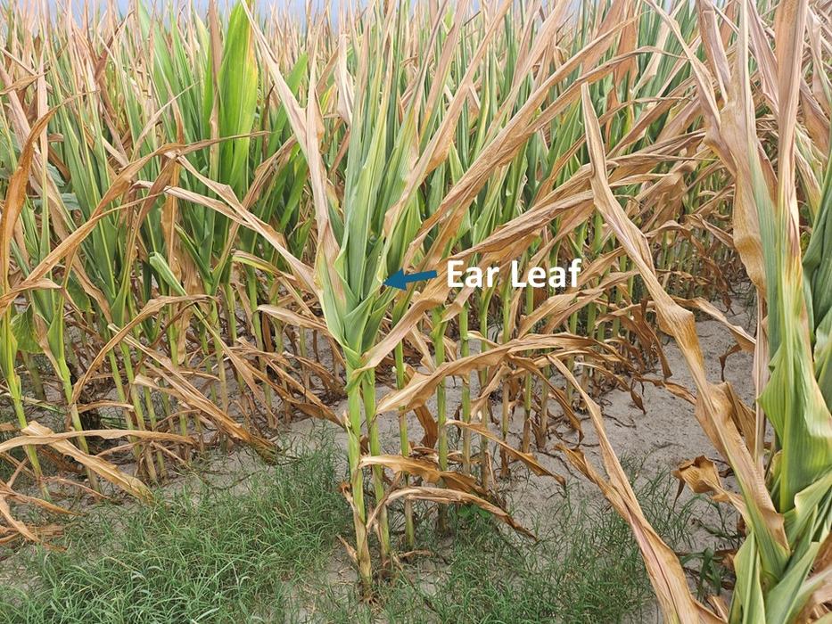 Ear Leaf identified on corn. 