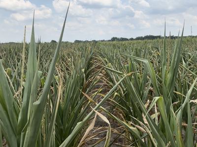 Rows of green sorghum plants with seed heads in a field under a cloudy sky