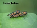 Emerald Ash Borer