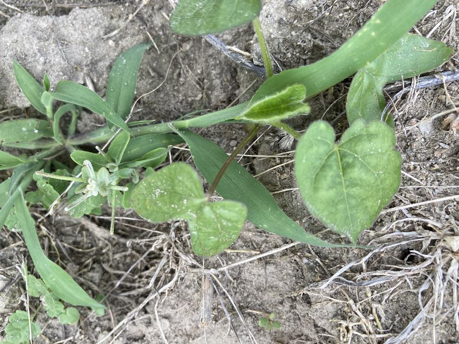 Broad green leafed plant growing from farm soil.
