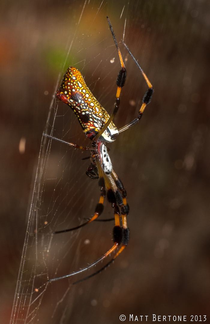 A female golden silk spider (Trichonephila clavipes), showing its orange and white spotted abdomen and hair tufts on the legs. Phot: Matt Bertone