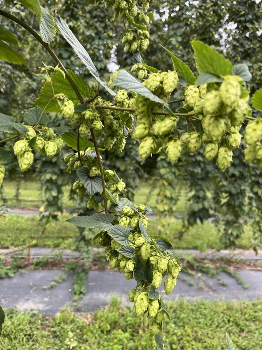 a large cluster of hop cones growing on primary, secondary, and tertiary side arms