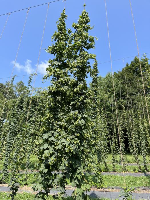 the hop selction, NC02, growing on a trellis in a hop yard
