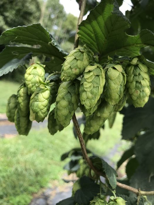 large, beautiful cones from hops selection NC03