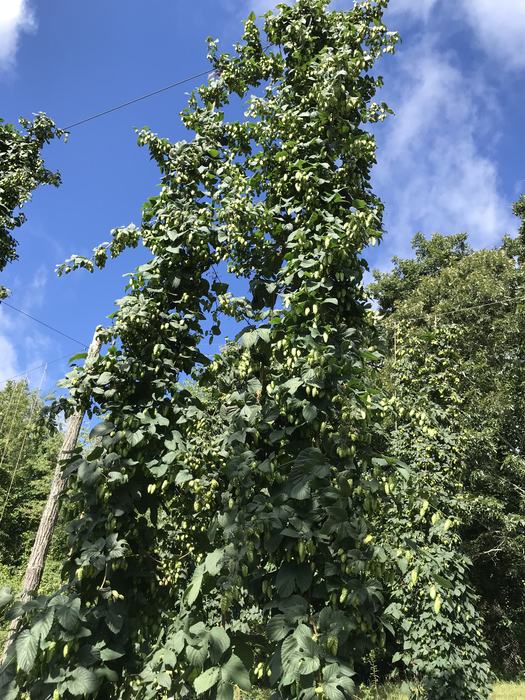 A vigorous hop plant, NC03, growing on a trellis
