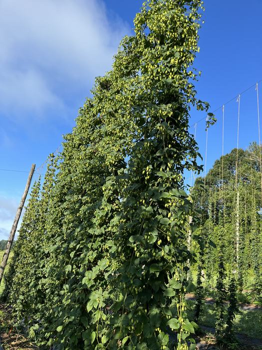 strong, vigorous hop plant, NC04, growing on a trellis