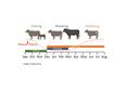Breeding season msgnt