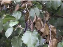 Fire Blight on Apple and Pear Trees
