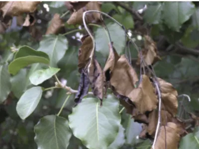 Fire Blight on Apple and Pear Trees