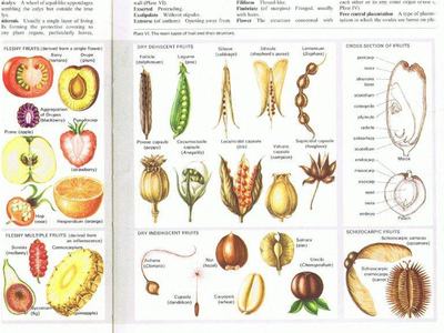 Drawings of various fruits with their structures