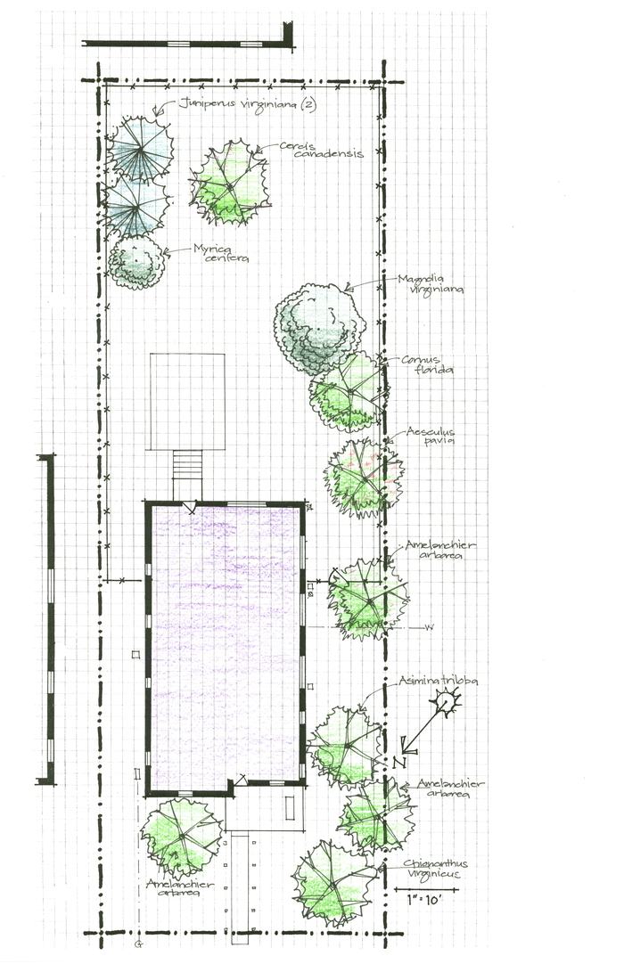 Site plan with rectangular building, labeled trees (Cercis canadensis, Cornus florida) and 1"=10' scale