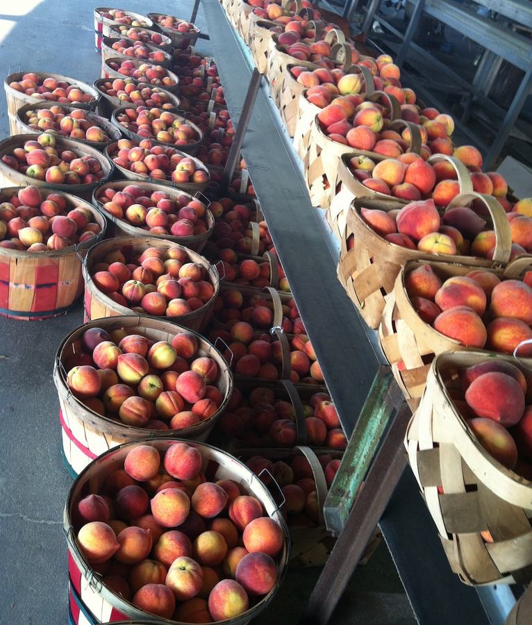 rows of peaches in baskets for sale