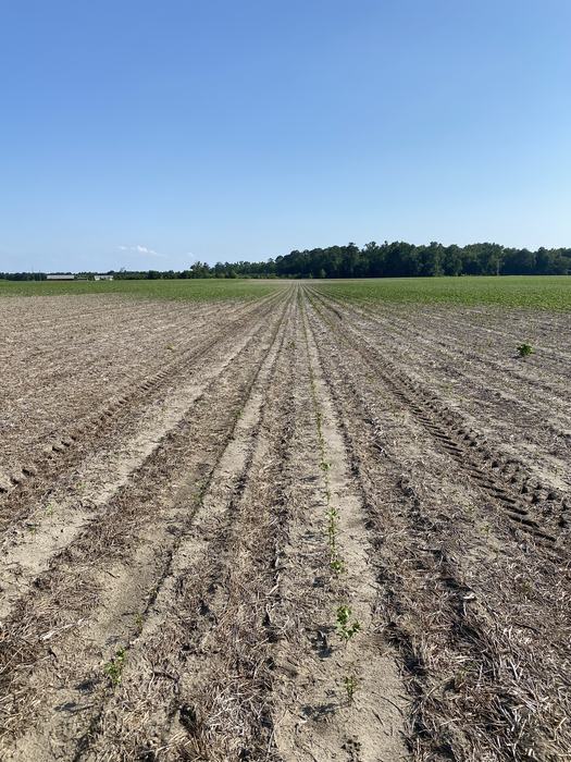 Plowed field with evenly spaced crop rows receding to a tree line under clear sky