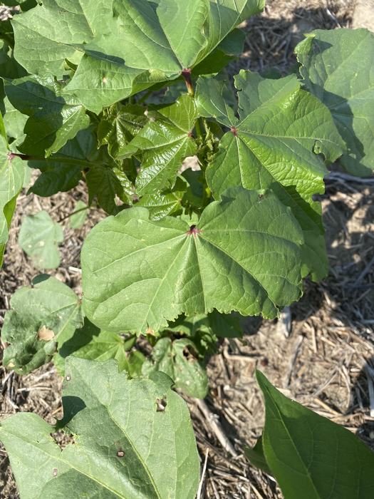 Large green heart-shaped leaves with red leaf bases on a young plant over mulch