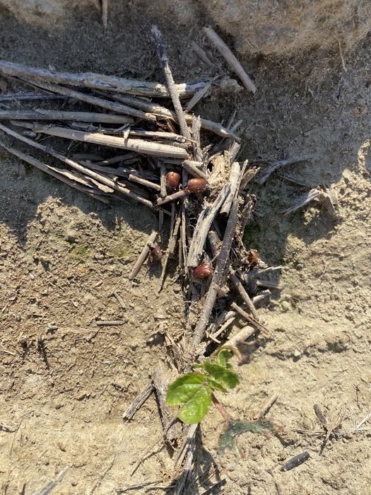 Several acorns among dry twigs on sandy soil with a small green seedling
