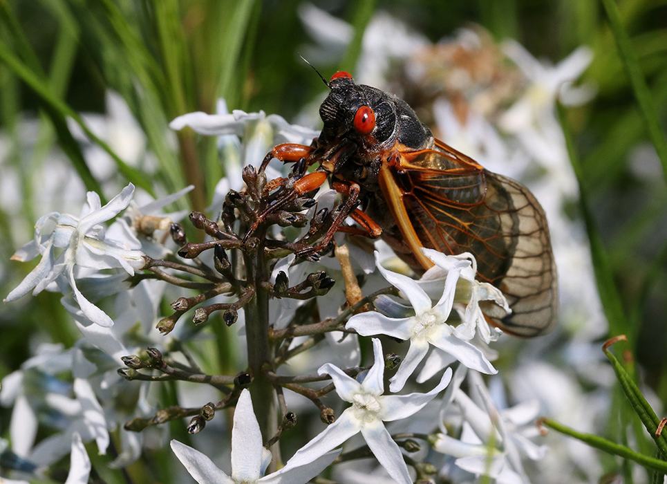 Cicada with red eyes and orange legs on white star-shaped flowers