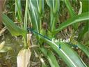 Corn stalks with developing ears and overlaid label "Ear Leaf" with arrows