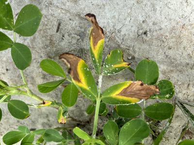 Leaf Scorch on peanut plants.
