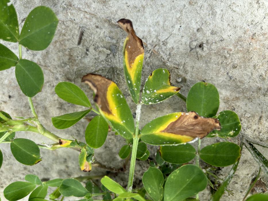 Leaf Scorch on peanut plants.