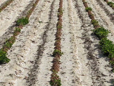 Image of brown peanut plants.