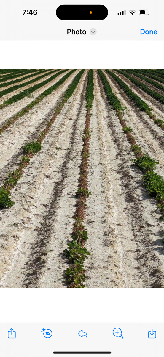 Image of brown peanut plants.