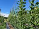 hops growing on trellises