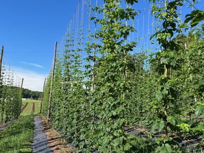 hops growing on trellises