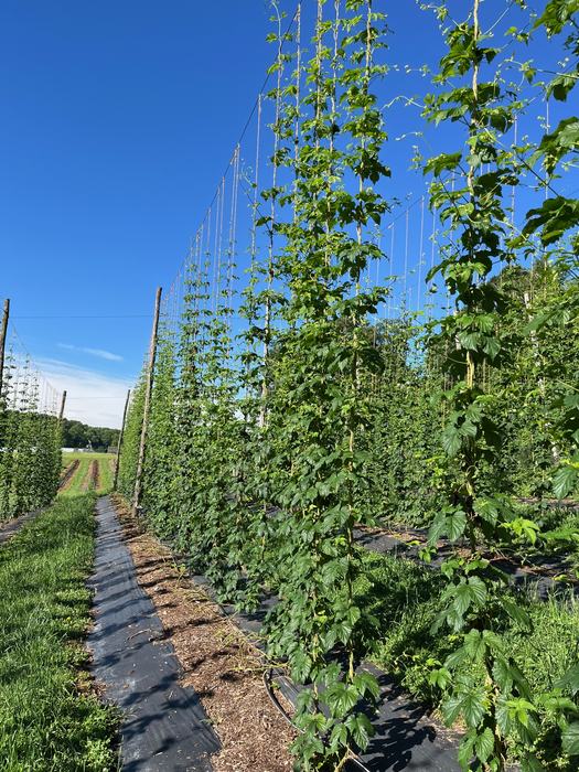 hops growing on trellises