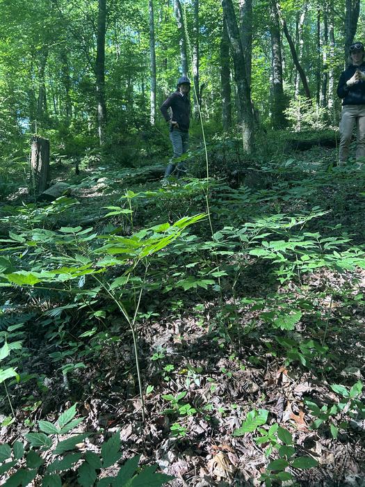 black cohosh plant growing in the woods