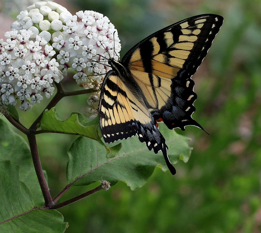 Eastern tiger swallowtail butterfly feeding on clustered white milkweed flowers