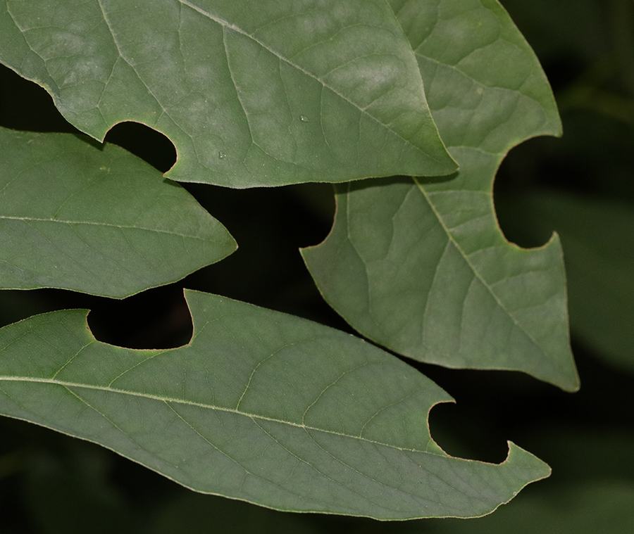 Green leaves with semicircular notches along their edges