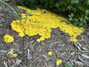Bright yellow slime mold decomposing hardwood mulch