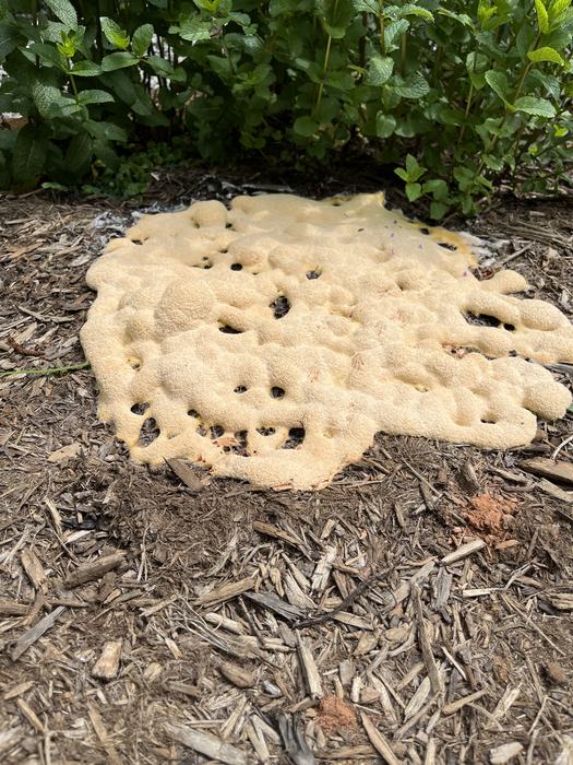 Yesterday's bright yellow had spread and muted to a puffy tan color resembling a funnel cake.