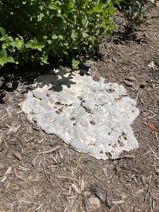 The mold shrank into a more crusty, gray flecked cookie by day 3.