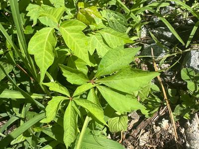 Leaves of three and leaves of five, side by side in an overgrown flower bed. Picture by Gene Fox