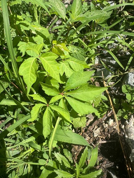 Leaves of three and leaves of five, side by side in an overgrown flower bed. Picture by Gene Fox