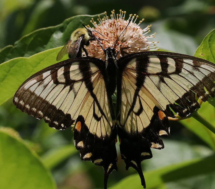 Swallowtail butterfly with wings spread feeding on round white flower; bee beside it