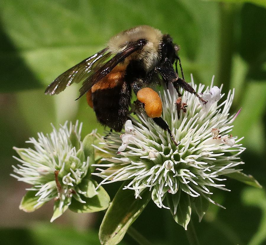 Bumblebee with orange pollen on hind legs feeding on white spiky flower