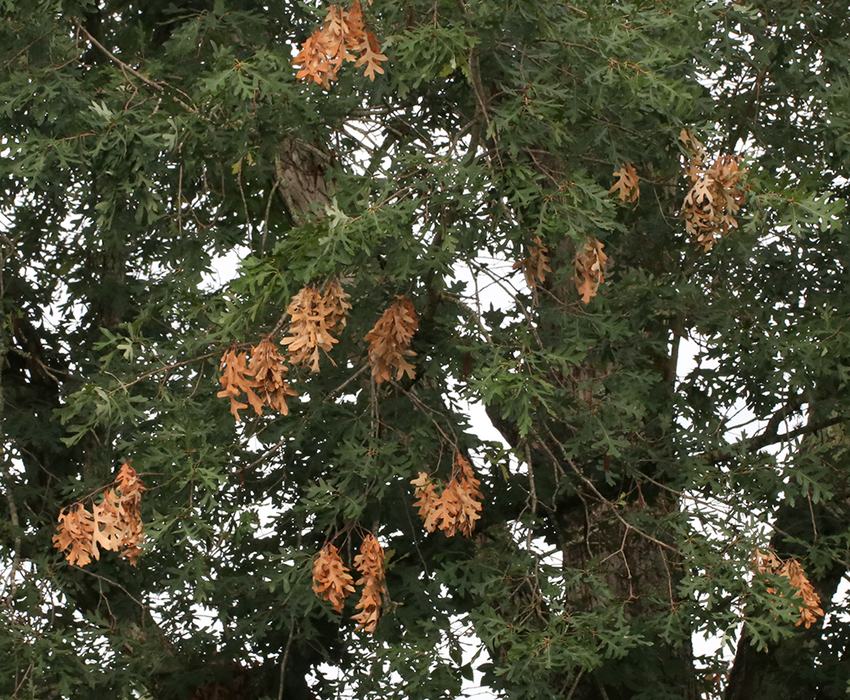 Oak branches with clusters of brown dead leaves among green foliage