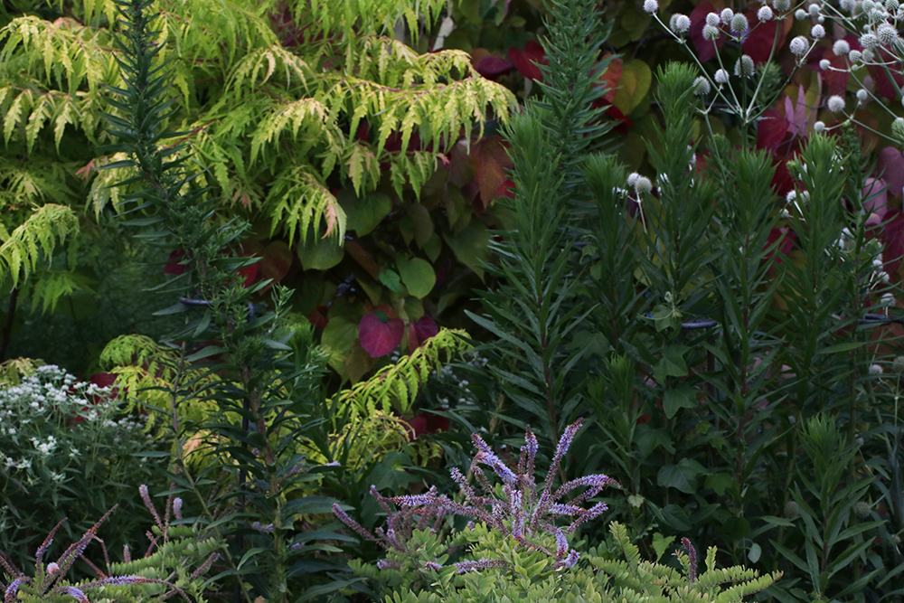 Mixed garden plants with yellow-green fern-like leaves and purple spiked flowers