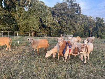 Goats standing in a field.