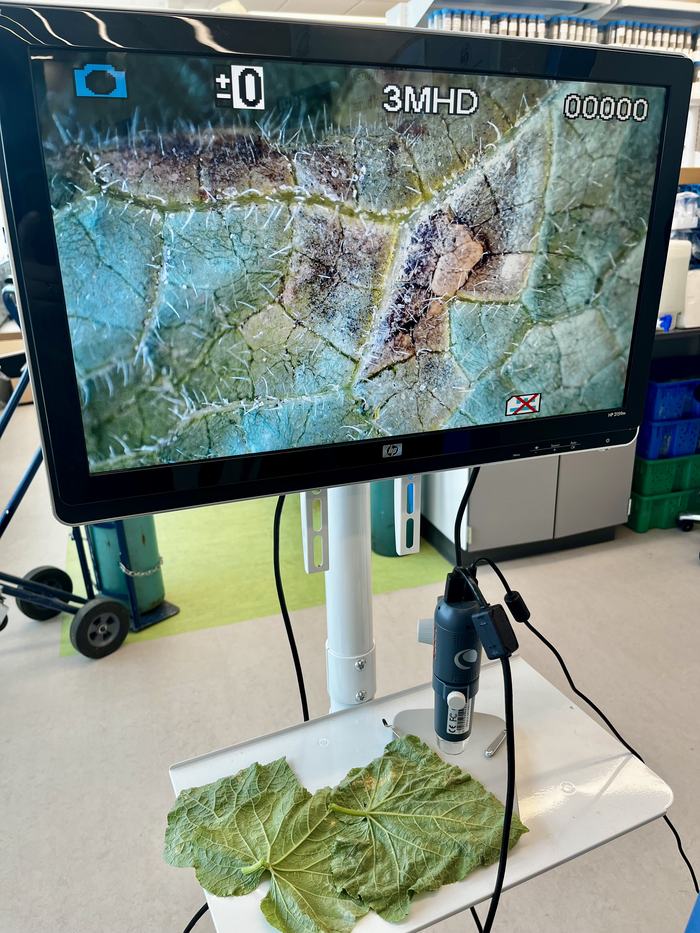 Figure 2: Microscopic examination of the underside of the leaf showing dark sporulation (Photo credit: Lina Quesada)